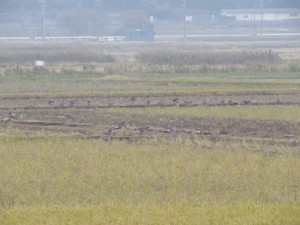 オオヒシクイの群れ　稲波干拓の野鳥